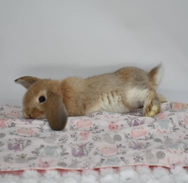 HCB's Parcheesi - Holland Lop baby Bun flopped on cute, colorful mat and white background