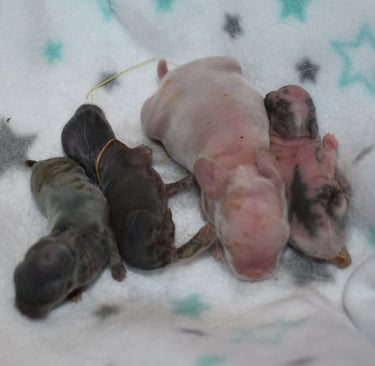 Healthy Holland Lop kit and three peanut litter mates