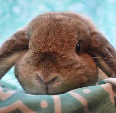 Hot Cross Buns' Penelope listening attentively