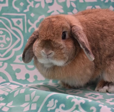 Hot Cross Buns' Penelope - solid orange Holland Lop doe on teal and white background