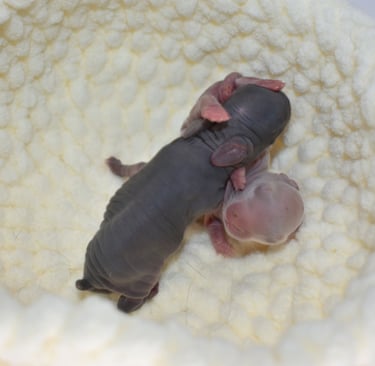 Hot Cross Buns' Penelope's babies