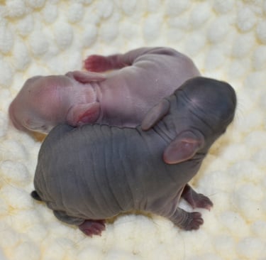 Hot Cross Buns' Penelope's babies
