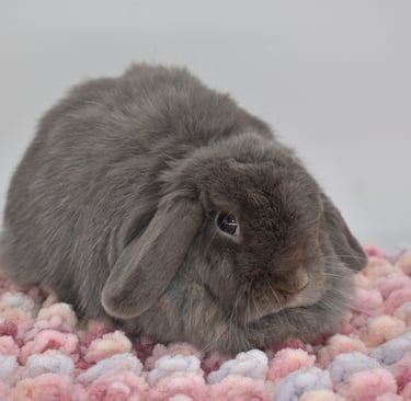 Hot Cross Buns' Periwinkle - lilac spayed doe on pink and white background