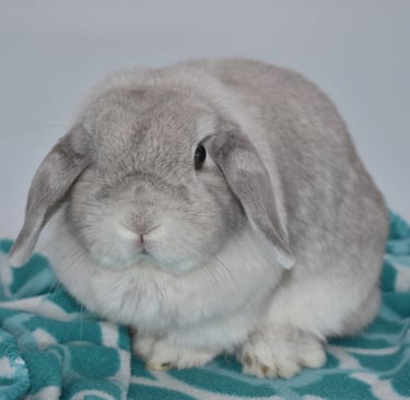 Holland Lop rabbit from Hot Cross Buns Holland Lops