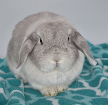 Hot Cross Buns' Pigeon - retired and placed with a loving family