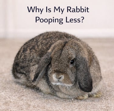 Hot Cross Buns' Tiddlywinks - Why Is My Rabbit Pooping Less Than Normal?
