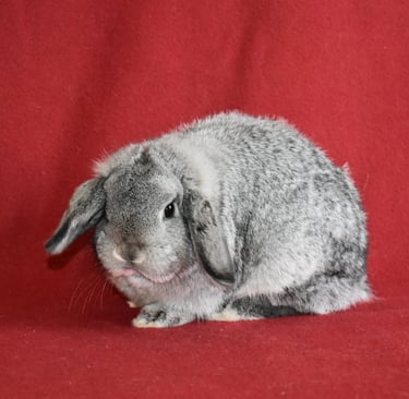 Hot Cross Buns' Posey - Solid chinchilla doe on red background