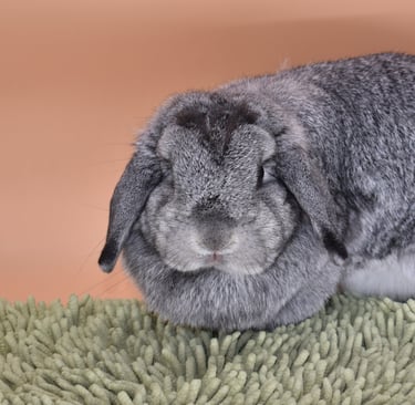 Hot Cross Buns' Posey - Solid chinchilla doe