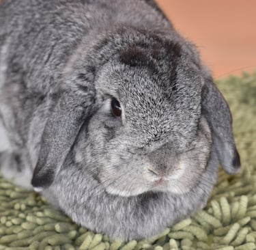 Hot Cross Buns' Posey - Loving doe and forever pet Bun