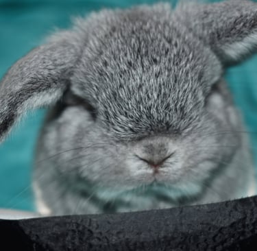 Hot Cross Buns' You Are My Sunshine - solid chinchilla baby holland lop buck