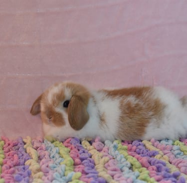 Hot Cross Buns' Pumpkin Roll - stretching out for a rest after playtime.