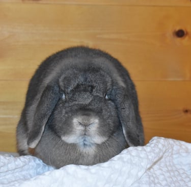 Hot Cross Buns' Quinoa - solid opal spayed Holland Lop doe