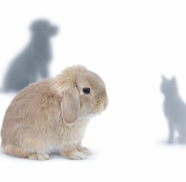 Hot Cross Buns' Tansy trying to decide if she can live with a dog or cat happily