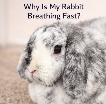 Hot Cross Buns' Francesca - why is my rabbit breathing so fast?