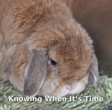 Goldilocks, an elderly orange doe at Hot Cross Buns, still in very good health