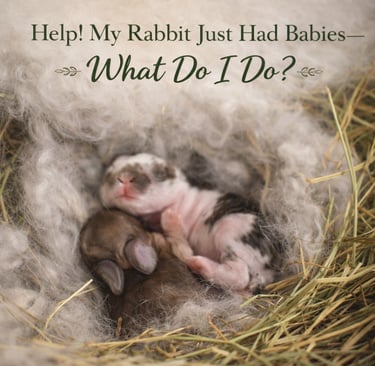 Young litter of kits at Hot Cross Buns Holland Lops