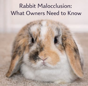 Hot Cross Buns' Confetti learning about malocclusion in rabbits