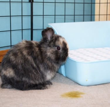 Hot Cross Buns harlequin baby beside litter box and urine accident