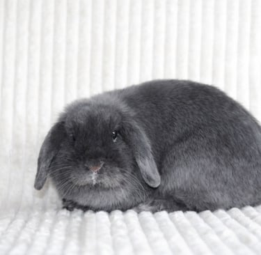 Hot Cross Buns' Boopsy with AI added elements to make her look like she has a runny nose