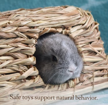 A Hot Cross Bun peeing out of a bunny-safe tunnel dring play time