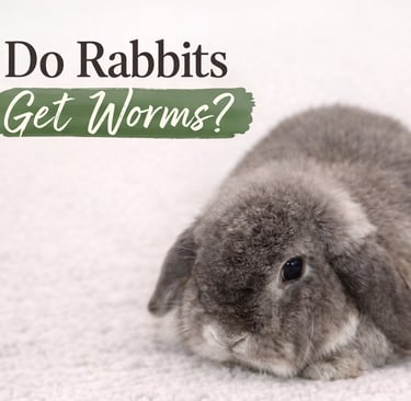 Hot Cross Buns' Rosie waits to hear if rabbits can get worms