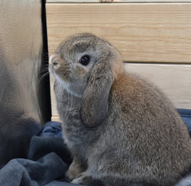Hot Cross Buns' Robin - chestnut baby buck
