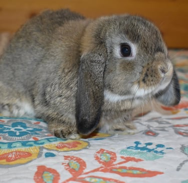 Hot Cross Buns' Robin - junior chestnut buck