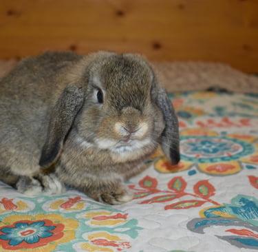 Hot Cross Buns' Robin - junior chestnut buck