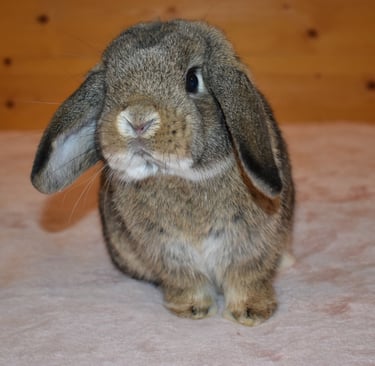 Hot Cross Buns' Robin - chestnut junior buck