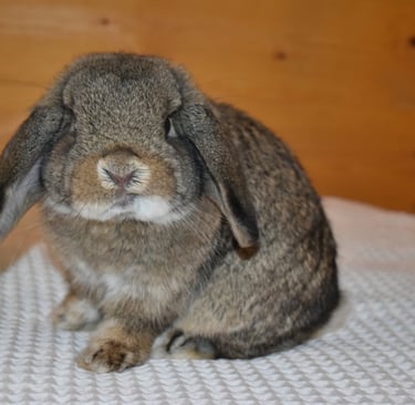 Hot Cross Buns' Robin - chestnut junior buck