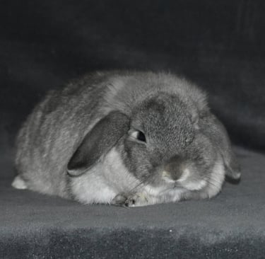 Hot Cross Buns' Rosie - solid squirrel doe on grey background 