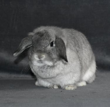 Hot Cross Buns' Rosie - solid squirrel Holland Lop doe on grey background