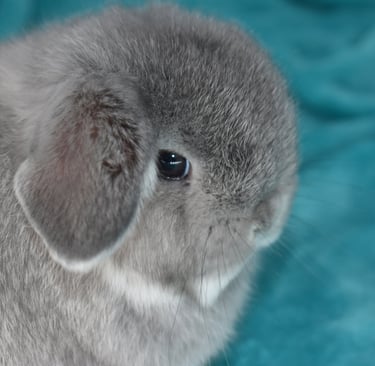 Hot Cross Buns' Chummy - ready for litter box training