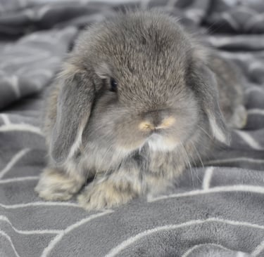 Hot Cross Buns' Rummy - opal pet neutered baby buck