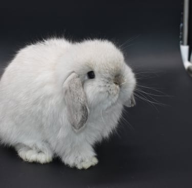Hot Cross Buns' Sand Dollar - frosty baby fuzzy Holland Lop on black background