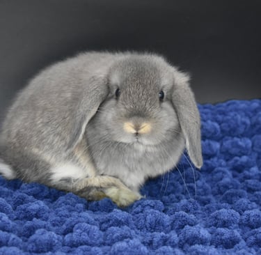 Hot Cross Buns' Scrabble - opal Holland Lop doe