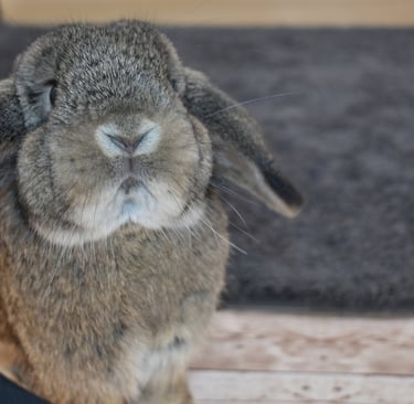 Hot Cross Buns' Scuba - chestnut Holland Lop junior doe on black background
