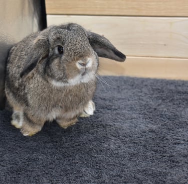 Hot Cross Buns' Scuba - junior Holland Lop chestnut doe
