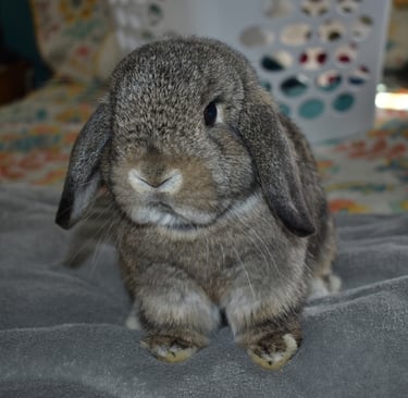 Hot Cross Buns' Scuba - chestnut Holland Lop doe