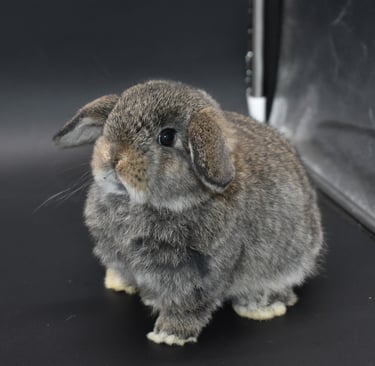 Hot Cross Buns' Scuba - chestnut Holland Lop baby doe on black background