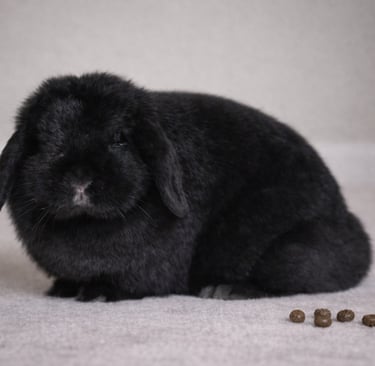 Mississippi Mud Pie displaying normal bunny poop