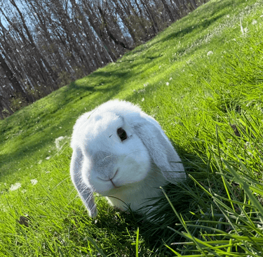 Sydney S. - Snowball - rehome for ill grandmother