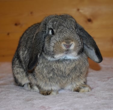 Hot Cross Buns' Sparrow - junior chestnut doe