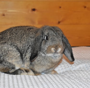 Hot Cross Buns' Sparrow - junior chestnut doe