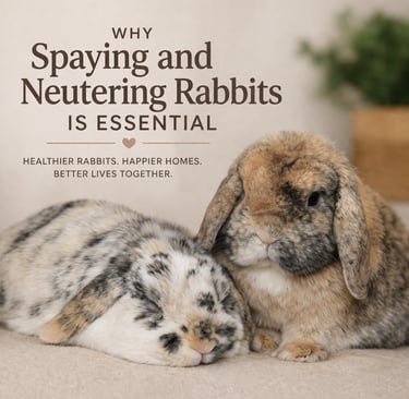 Hot Cross Buns' Sweet Potato (now Sweet Pea) and Hamish cozying up together