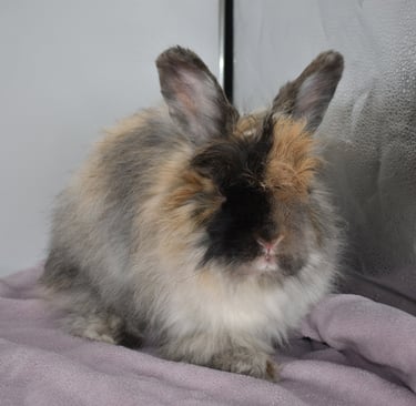 Sukie- Pet French Angora Harlequin spayed doe