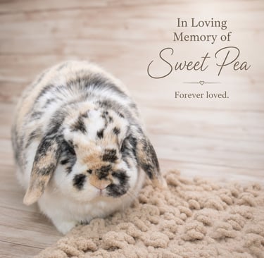 Sot Cross Buns' Sweet Potato - renamed Sweet Pea
