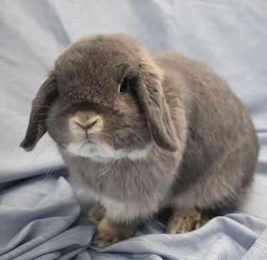 HCB's Sweet Tea - solid opal breeding buck on blue background