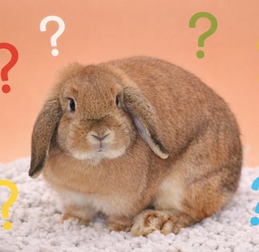 Hot Cross Buns' Parcheesi wants people to ask these questions before bringing a rabbit home
