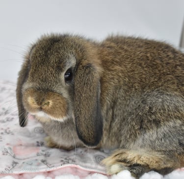 Hot Cross Buns' Tiddlywinks - baby chestnut Holland Lop doe playing on white background